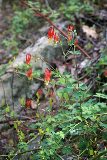 3 - Columbine and other wildflowers grace the hillside above the stream